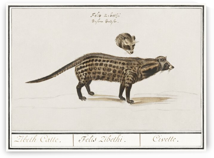 Civet cat in vintage style by IStockHistory com