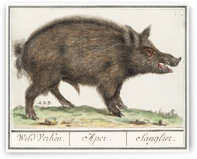 Wild boar in vintage style by IStockHistory com