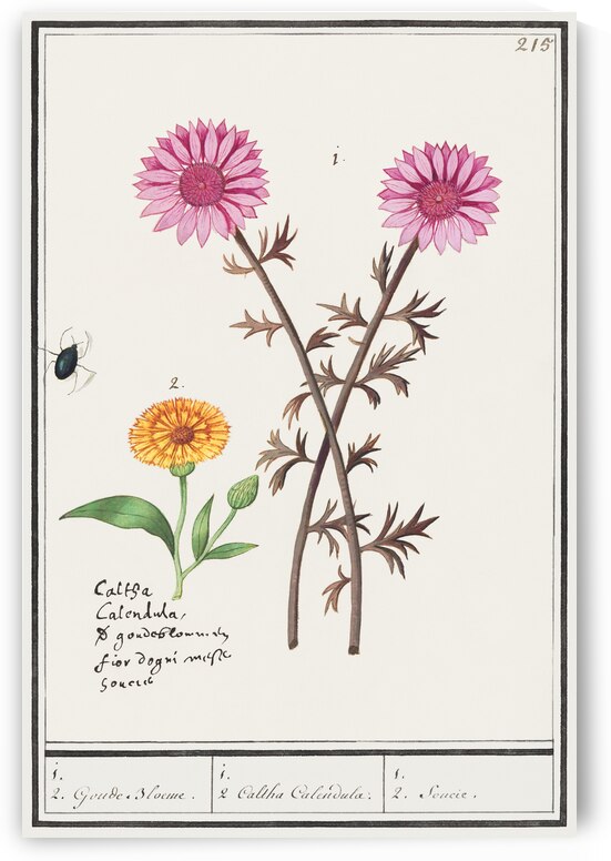 Pink flower and marigold in vintage style by IStockHistory com