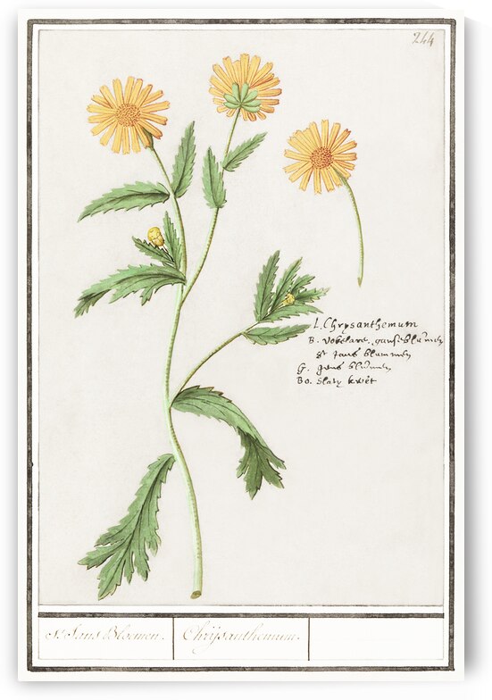 Chrysanths in vintage style by IStockHistory com