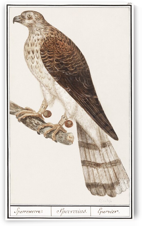Northern goshawk vintage style by IStockHistory com