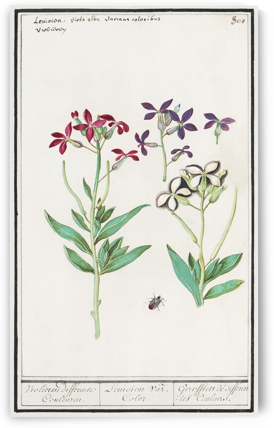 Wallflower in vintage style by IStockHistory com