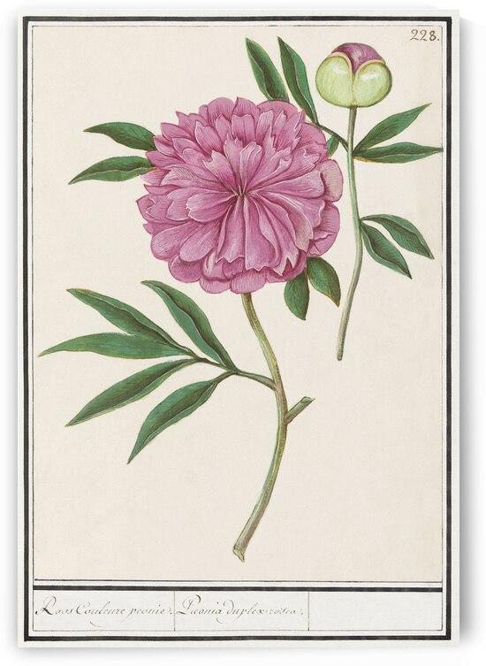 Peony in vintage style by IStockHistory com