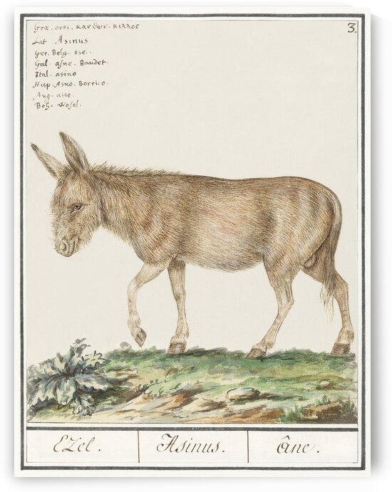 Donkey in vintage style by IStockHistory com