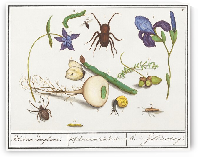 Nature ensemble in vintage style by IStockHistory com