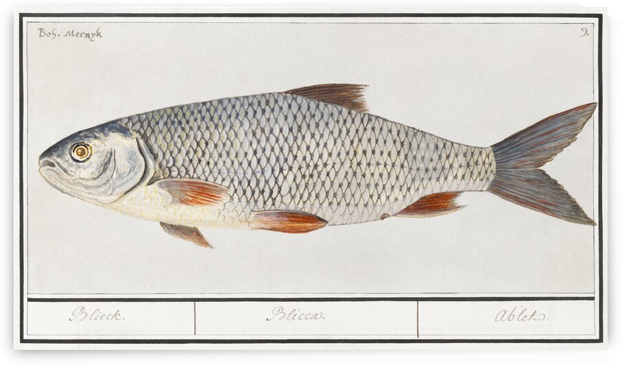Silver bream in vintage style by IStockHistory com