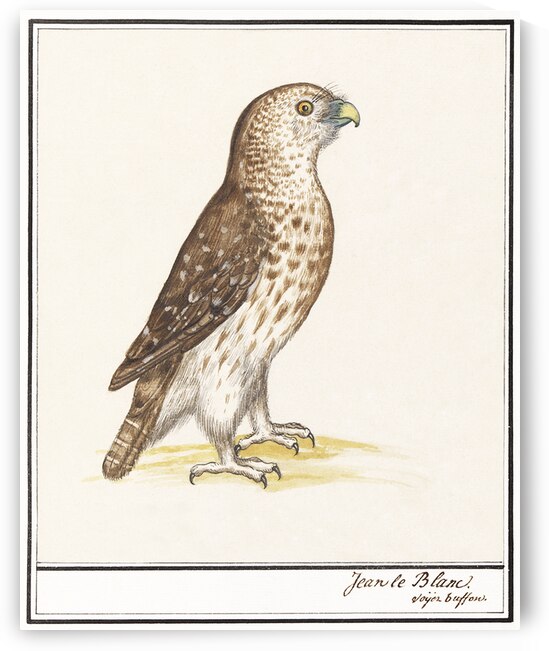 Short toed eagle in vintage style by IStockHistory com