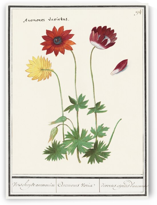 Anemone in vintage flower by IStockHistory com