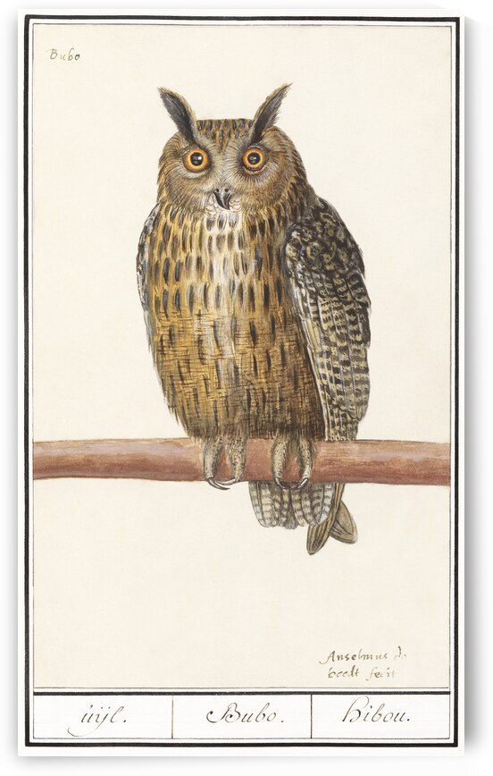 Long eared owl in vintage style by IStockHistory com