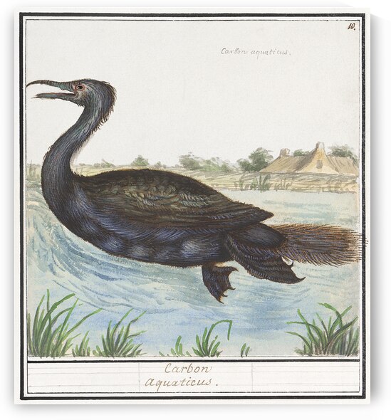 Cormorant in vintage style by IStockHistory com