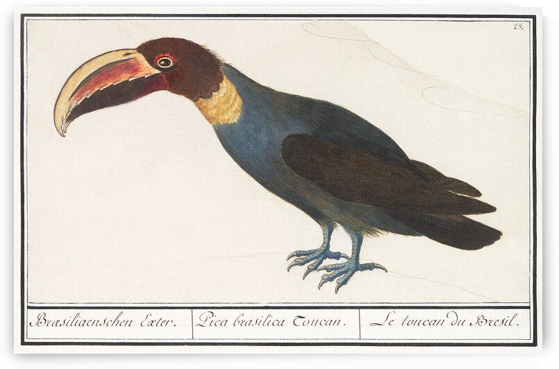 Redshank in vintage style by IStockHistory com