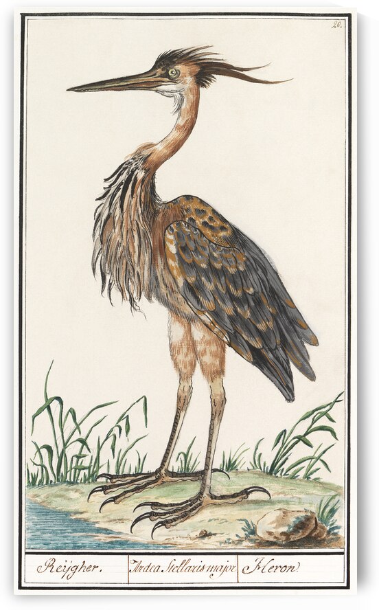 Purple heron in vintage style by IStockHistory com