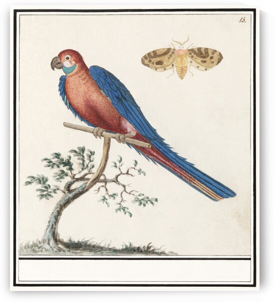 Blue and gold macaw in vintage style by IStockHistory com