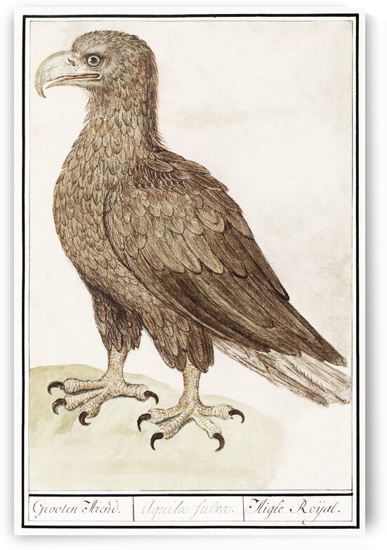 White-tailed eagle in vintage style by IStockHistory com