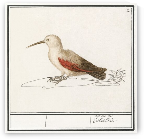 Wallcreeper in vintage style by IStockHistory com