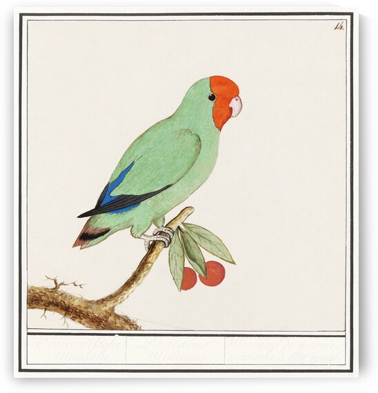 Wallcreeper in vintage style by IStockHistory com