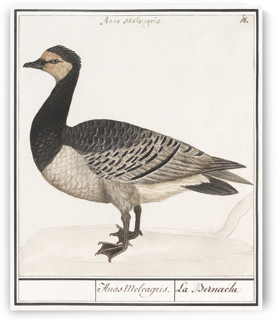 Domestic goose in vintage style by IStockHistory com