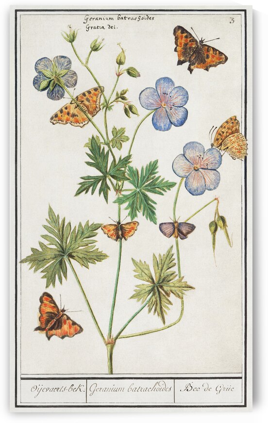 Storksbills and butterflies by IStockHistory com