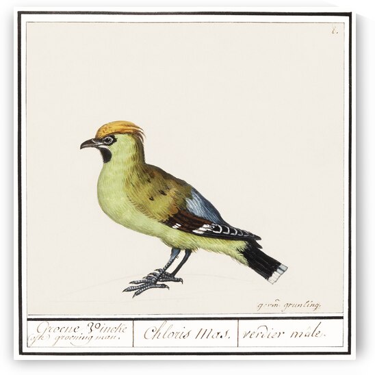 Bohemian waxwing in vintage style by IStockHistory com