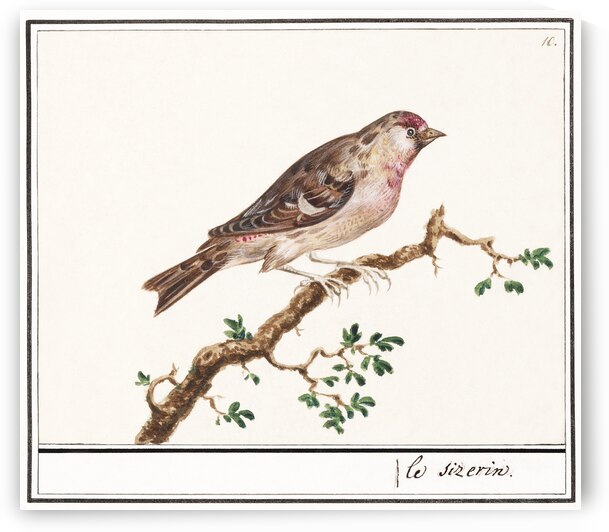 Redpoll in vintage style by IStockHistory com