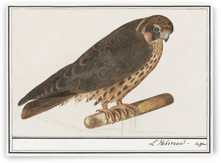 Tritons trumpet in vintage style by IStockHistory com