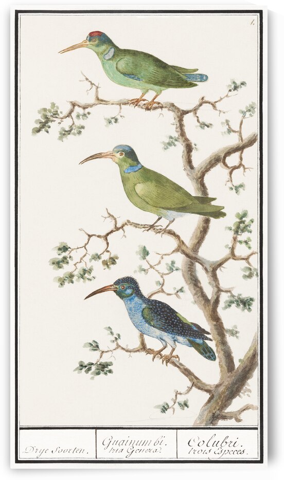 Sunbirds in vintage style by IStockHistory com