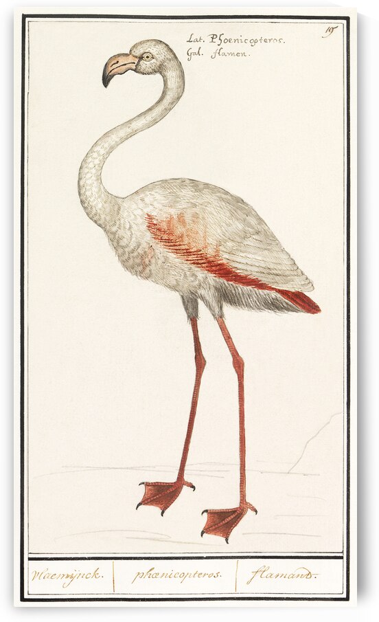 Flamingo in vintage style by IStockHistory com