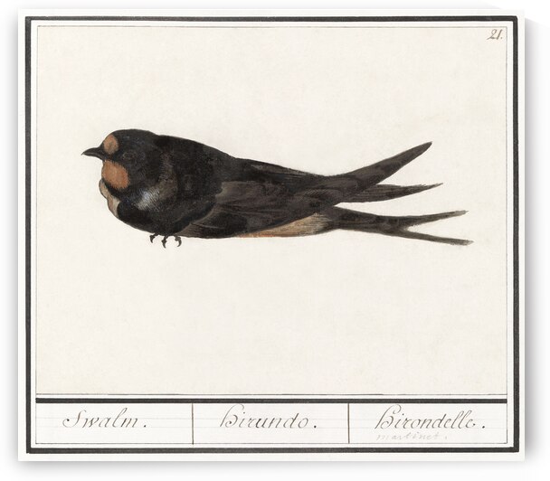 Barn swallow in vintage style by IStockHistory com