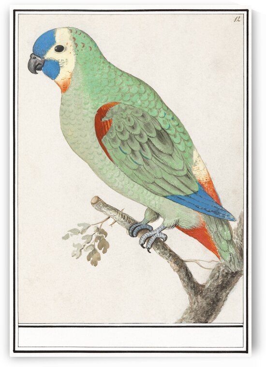 Turquoise-fronted amazon in vintage style by IStockHistory com