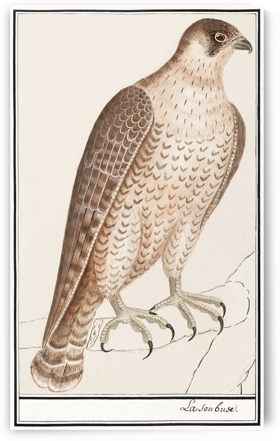 Saker falcon in vintage style by IStockHistory com