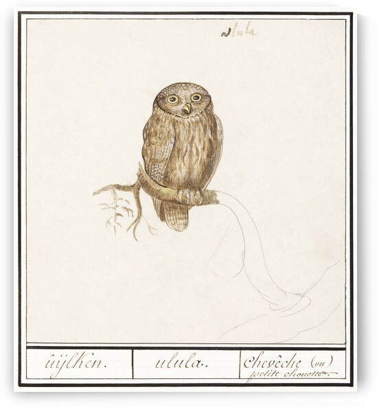 Pygmy owl in vintage style by IStockHistory com
