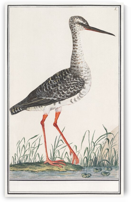 Redshank in vintage style by IStockHistory com