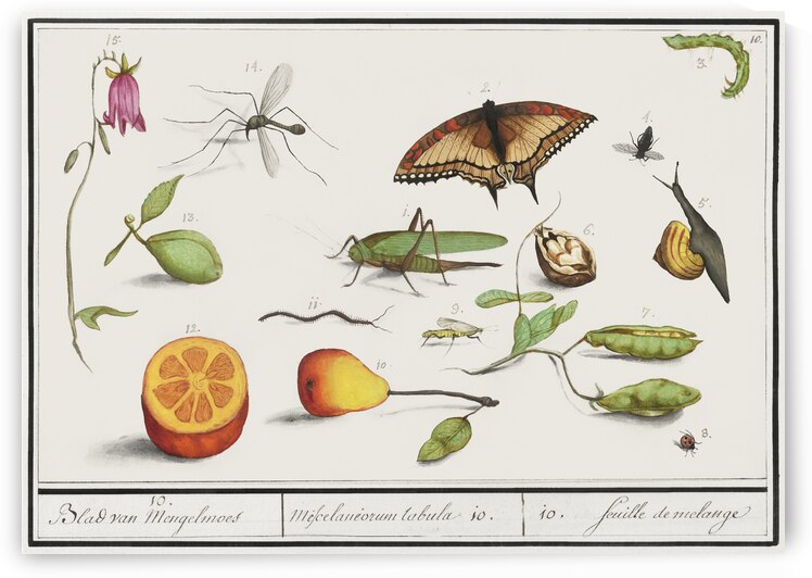 Grey parrot in vintage style by IStockHistory com