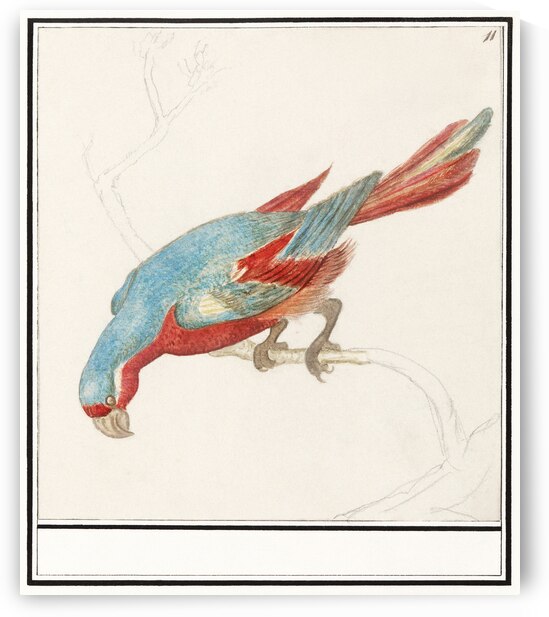 Parrot in vintage style by IStockHistory com