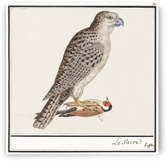 Gyrfalcon in vintage style by IStockHistory com