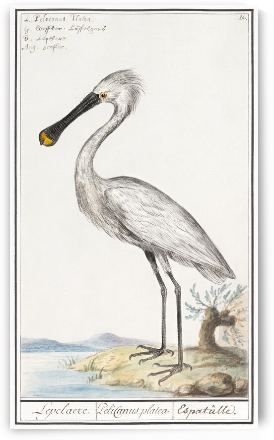 Spoonbill in vintage style by IStockHistory com