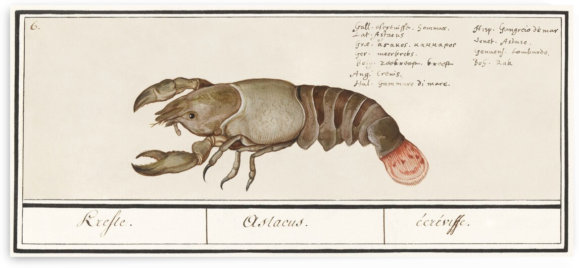 Lobster in vintage style by IStockHistory com