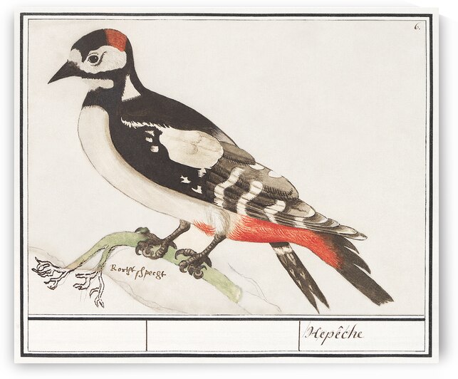 Great spotted woodpecker in vintage style by IStockHistory com
