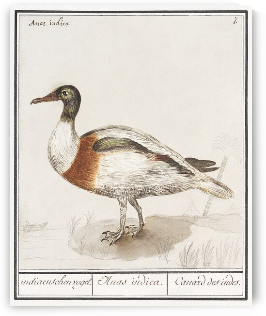 Indian runner duck in vintage style by IStockHistory com