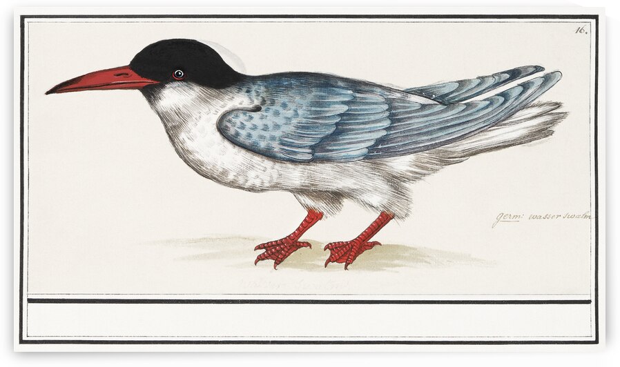 Tern in vintage style by IStockHistory com