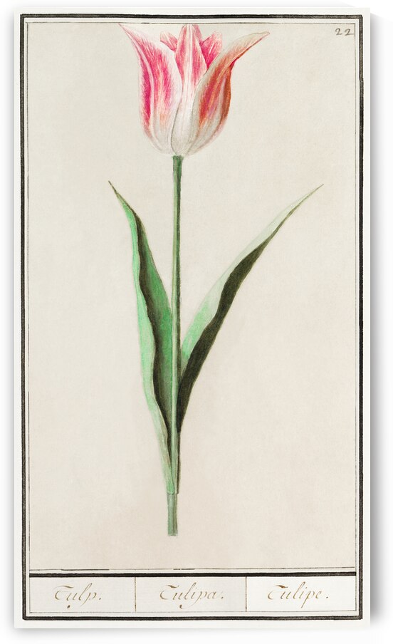 Tulip in vintage style by IStockHistory com