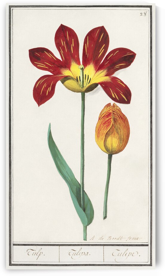 Tulip in vintage style by IStockHistory com