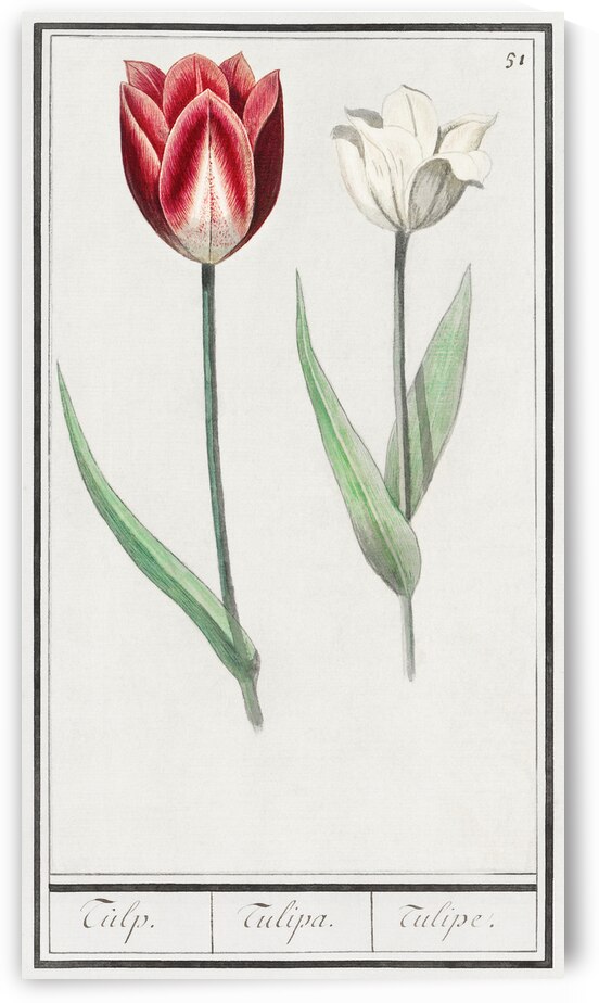 Tulip in vintage style by IStockHistory com