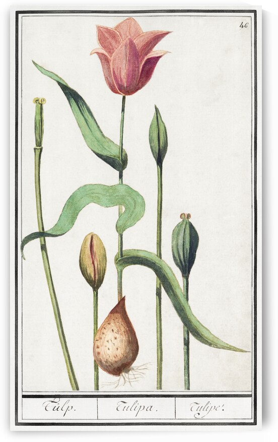 Tulip in vintage style by IStockHistory com