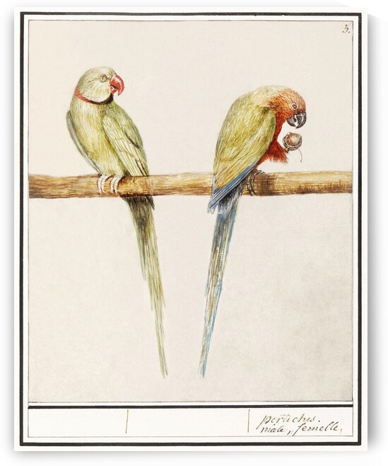 Parakeets in vintage style by IStockHistory com