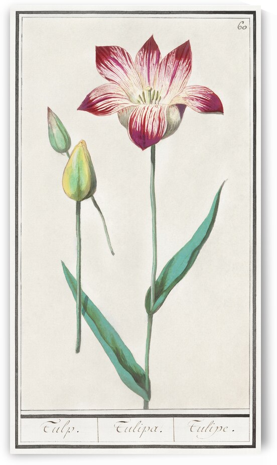 Tulip in vintage style by IStockHistory com