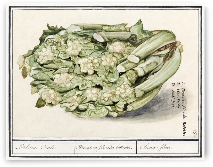 Cauliflower in vintage style by IStockHistory com