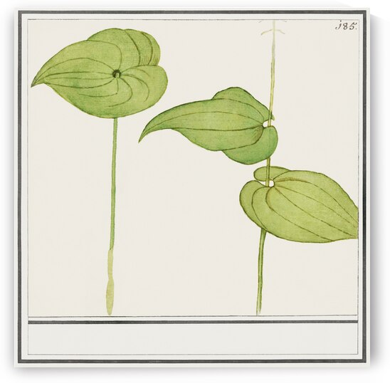 Plant leaves in vintage style by IStockHistory com