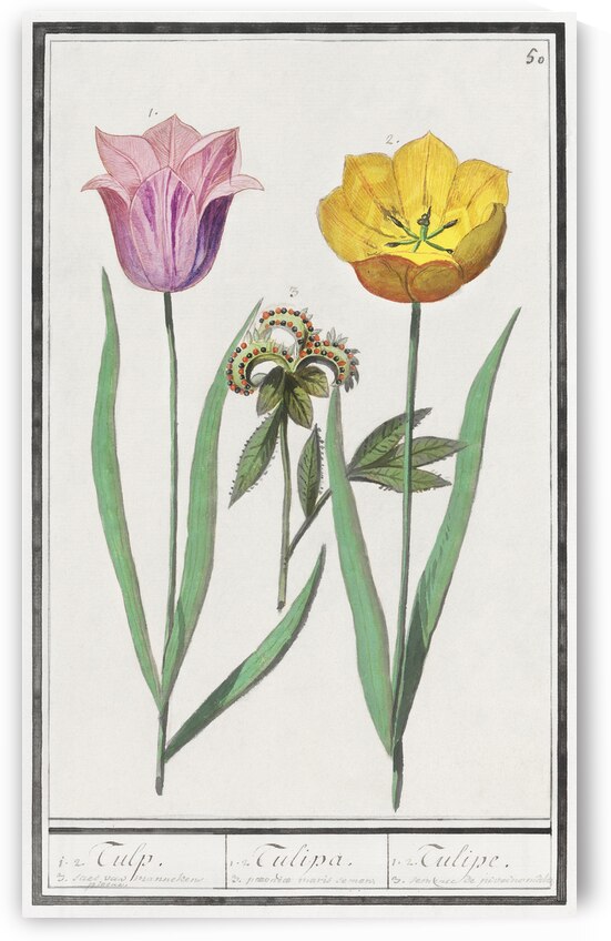 Tulip in vintage style by IStockHistory com