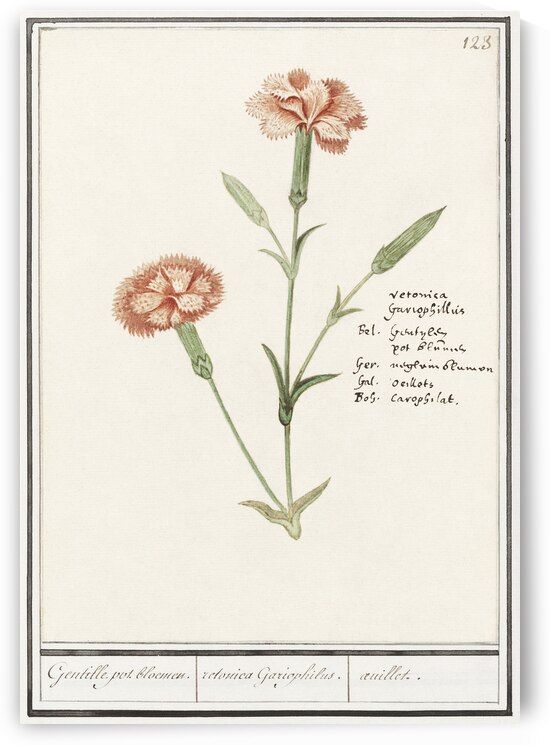 Carnation in vintage style by IStockHistory com